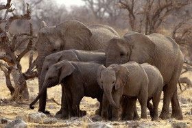 Национальному парку Этоша (Намибия) исполняется 100 лет