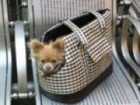 Американец контрабандой провез в самолете свою собаку