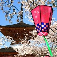 Через неделю в Японии зацветет сакура и начнется период любования ею