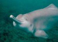 Дельфины станут привлекать туристов в Камбоджу