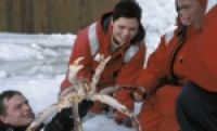 Финнмарк приглашает поохотиться за гигантскими крабами