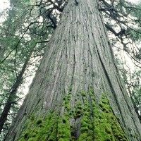Канада прощается со старейшим деревом планеты