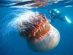 Медузы атакуют побережье ОАЭ