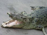 На Азовском и Чёрном морях для туристов организуют представления с участием крокодилов 