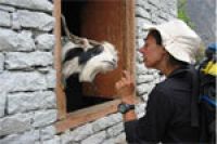 Непал: кто ответит за козлов?