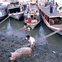 Свиньи в королевстве Тонга плавают и ловят рыбу