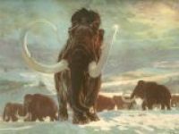 В Якутии начали распродажу мамонтов