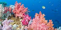 20% коралловых рифов планеты погибли
