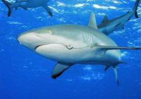 Австралия заманивает туристов акулами