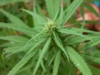 Австрийцы легализовали марихуану
