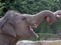 Дикие слоны в Китае опасны для туристов