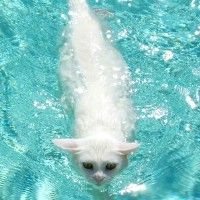 Кошка стала членом китайского плавательного клуба