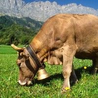 На Евро-2008 швейцарские фанаты останутся без коровьих колокольчиков