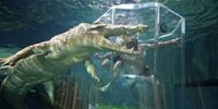 Новое развлечение для смелых – плавание с крокодилом