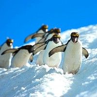 С пингвинами на санках: новый аттракцион в южнокорейском парке