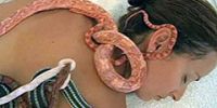 В израильском spa-салоне можно сделать массаж змеями