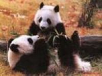  В Японии умерла панда - звезда токийского зоопарка 
