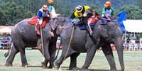 Чемпионат по поло на слонах состоится в Таиланде
