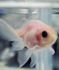Хит японской биоинженерии – прозрачные рыбки
