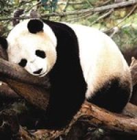 Китай: панды отмечают новоселье на склонах Циньлин