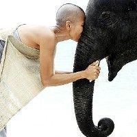 Косметология для толстокожих: слонам в Индии делают массаж