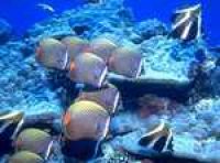 Мальдивы: увидеть подводный мир архипелага Мале можно на "Королвеском ковчеге"