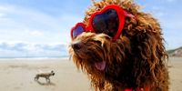 Пляж для собак открылся на Кипре
