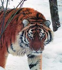 Россия, благодаря ошибке переводчика, подарила Южной Корее трех амурских тигров