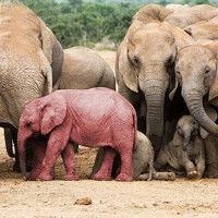 Розовый слоненок обнаружен в Ботсване
