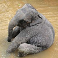 Слоновье счастье - маски, обертывания и педикюр