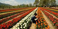 Сотни тысяч тюльпанов – в уникальном индийском саду