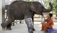 Таиланд: слониха Моша стала первой обладательницей протеза среди сородичей