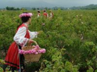 В Болгарии в мае начнется сбор розового урожая