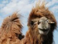 В ОАЭ клонировали верблюда