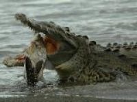 В Одессе поселились крокодилы