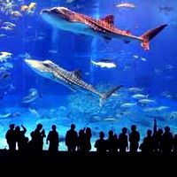 В Турции открыли гигантский аквариум