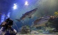В Турции открывается первый "гигантский" аквариум Turkuazoo