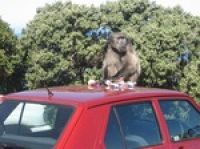 ЮАР: туристы стали жертвами обезьян-грабителей