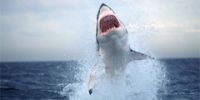Чаще всего жертвами акул становятся серферы в черно-белых купальных костюмах