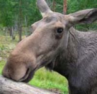 Финляндия приглашает любителей природы на "лосиное" сафари