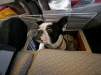 Frontier Airlines берет на борт домашних животных