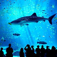 Гигантскую китовую акулу, обитавшую в аквариуме дубайского отеля "Атлантис" полтора года, выпустили 