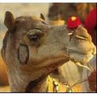 Индия: в Пупкаре открылась верблюжья ярмарка