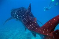 На Мальдивах туристов приглашают поплавать с акулами