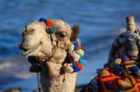 ОАЭ: в Абу-Даби проходит традиционный Фестиваль верблюдов