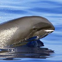 Редкому виду дельфинов угрожают туризм и рыболовство