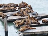 США: все морские львы уплыли из Сан-Франциско