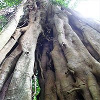 Старое "почтовое" дерево станет национальным памятником Кении