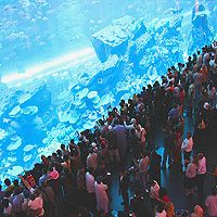 Течь в аквариуме "Дубай Молла" устранили, подводный тоннель пока остается закрытым