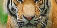 Усы тигра – сувенир этого года в Китае